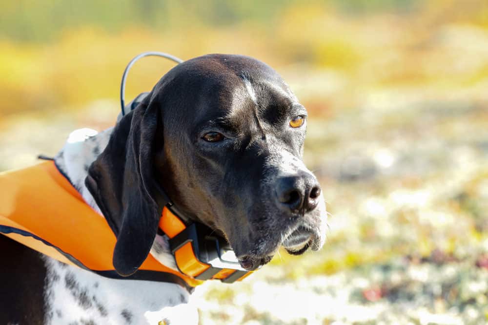 Dog with GPS tracker
