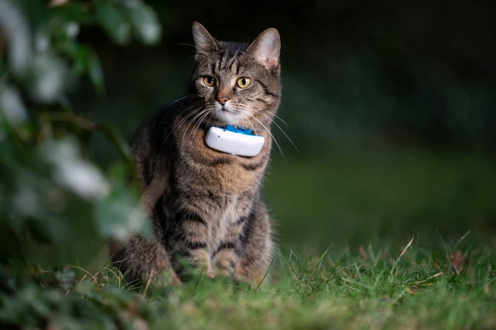Shorthair cat outdoors in nature wearing GPS tracker