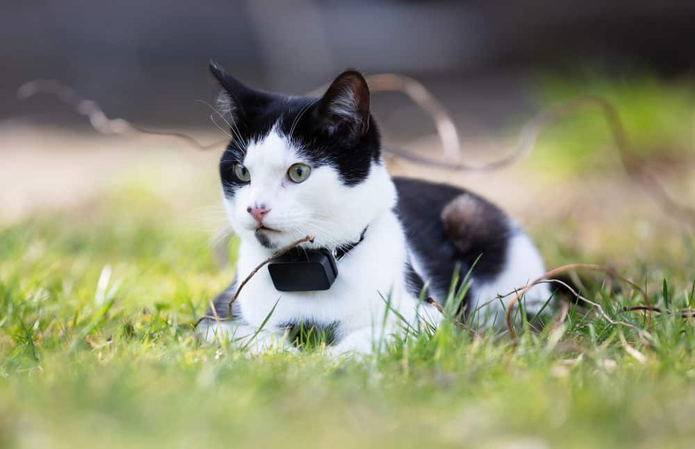 Small cat wearing GPS tracker