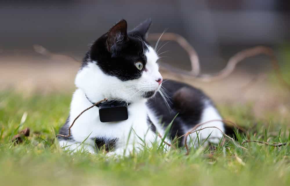 Small GPS tracker for cat