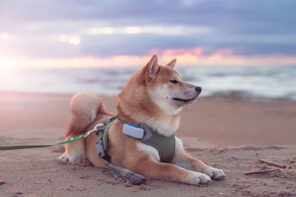 Dog wearing a tracking collar