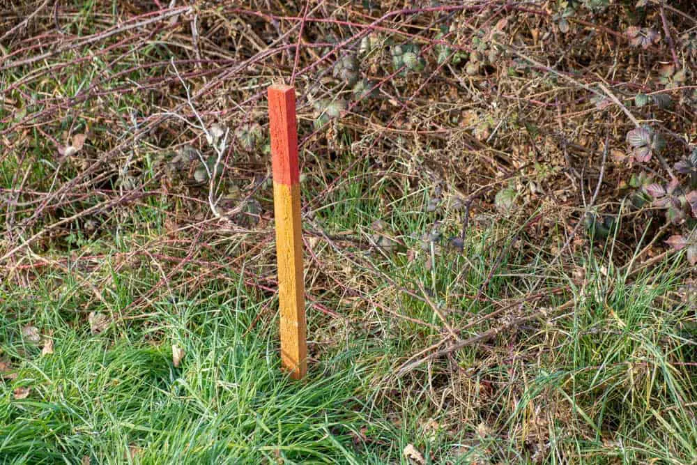 A wood survey stake