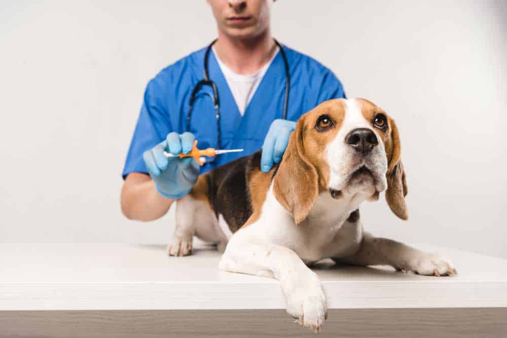 A veterinarian microchipping a beagle dog