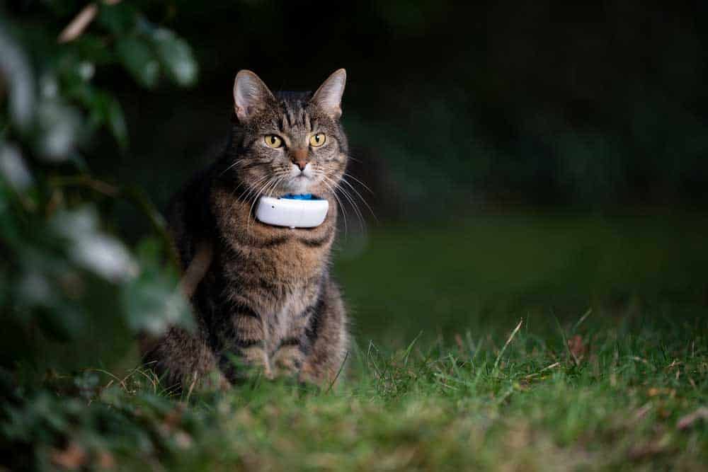 Cat wearing GPS tracker outdoors