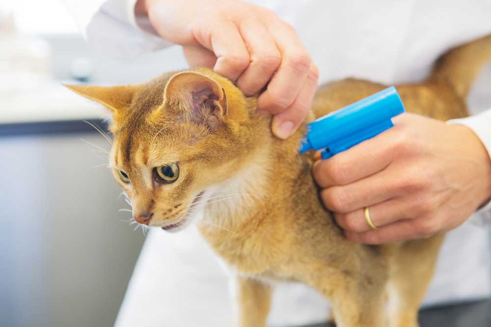 GPS Implants for Cats