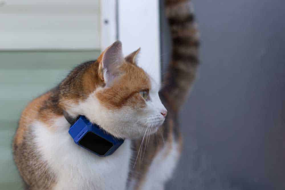 Cat with blue GPS tracker