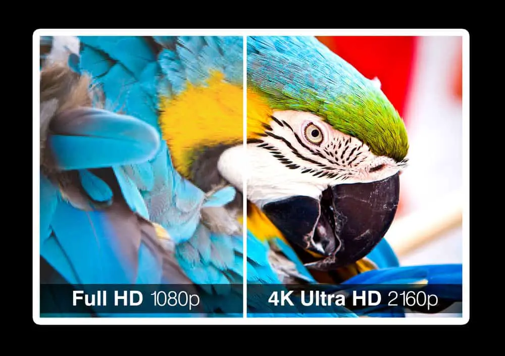 The difference between 4K and full HD when watching an animal documentary
