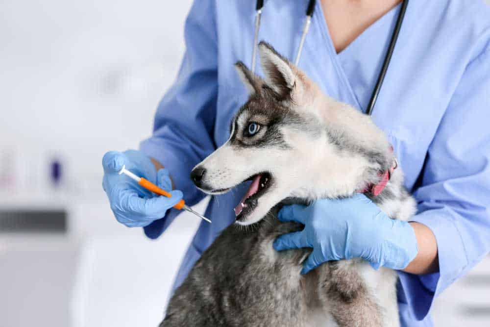 A veterinarian microchipping a puppy
