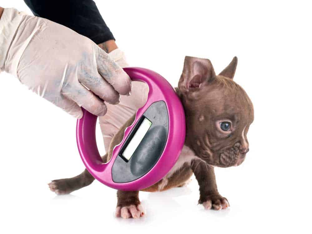 A veterinarian using a microchip reader
