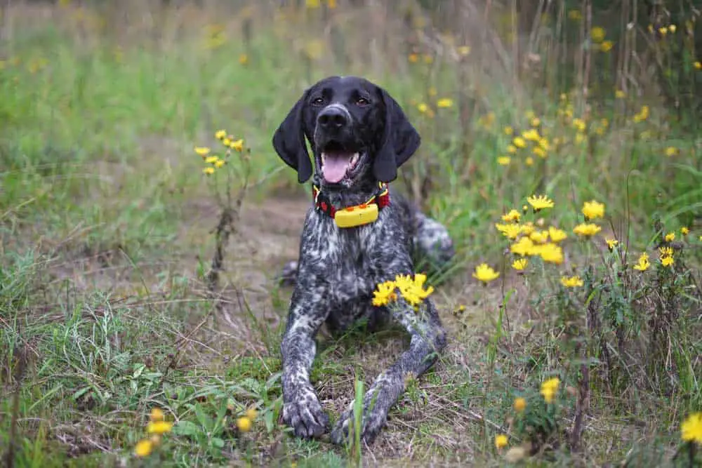 A dog with a yellow GPS tracker